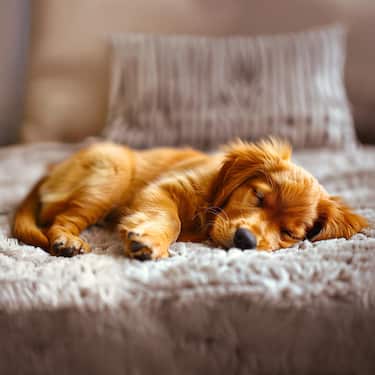 Cojín ergonómico para perros Petzzz Wormi L 100 x 70 x 14 cm