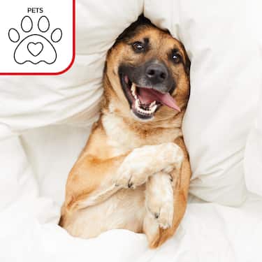 Sleezzz Vital ūdensnecaurlaidīgs absorbējošs vilnas matrača pārvalks, 75 x 90 cm, matrača aizsardzībai, 4 iepakojumā